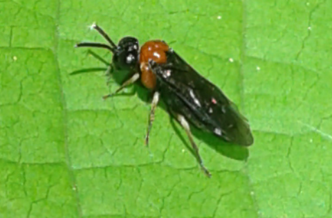 Tenthredinidae 2 da ID